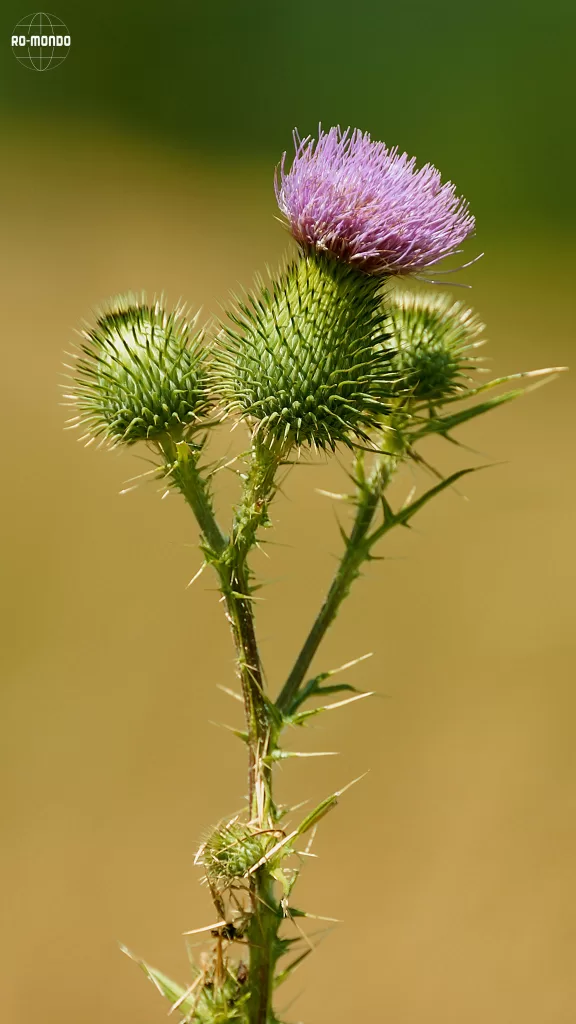 Poiana Soarelui