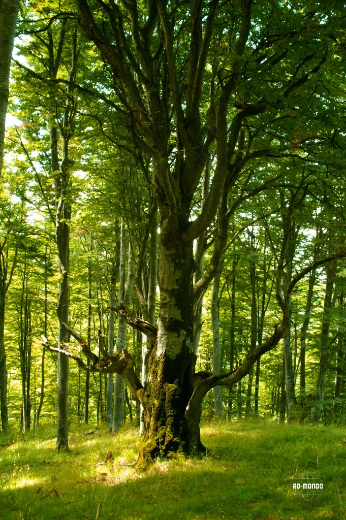 Mărginimea Sibiului