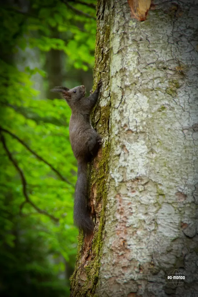 Fauna României